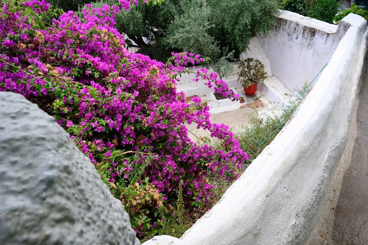Whitewashed steps and bougainvillea in Anafiotika below the Acropolis